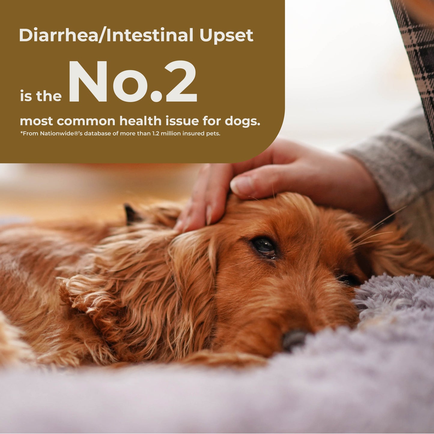 Daily Fiber
